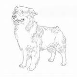 Shepherd Australian Dog Drawing Breeds sketch template