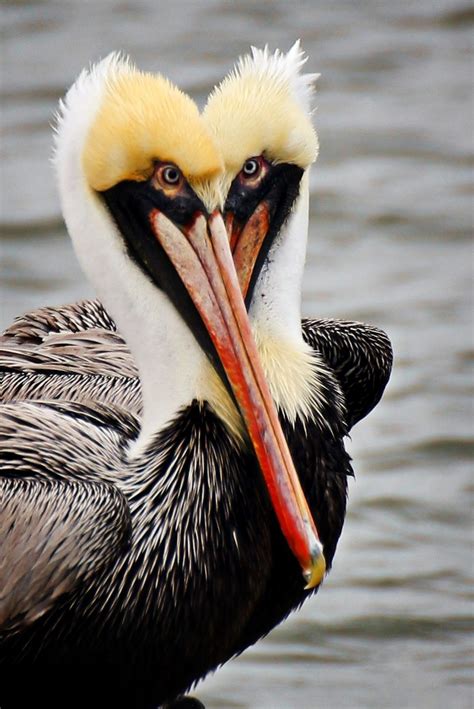 florida brown pelicans viewbugcom