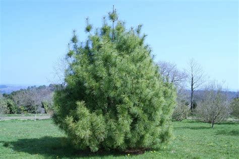 pin de l himalaya pinus griffithii wallichiana pin pleureur