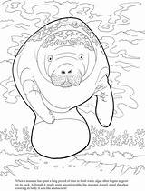 Coloring Manatee Pages Algae Printable Manatees Manati Color Dover Manaties Publications Welcome Cute Clipart Dugong Para Animales Doverpublications Book Mandalas sketch template