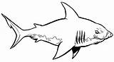 Shark Coloring Pages Megalodon Monster Printable Color Cool Sharks Drawing Big Print Great Kids Letscolorit Pencil Hammerhead Clipartmag Awesome Disimpan sketch template