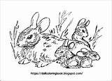 Cottontail Rabbits sketch template