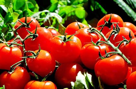 rueyada domates toplamak nedir rueyada kirmizi ve yesil domates goermek