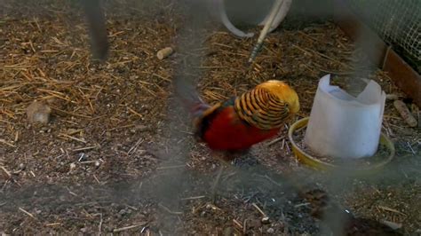 red golden pheasant s mating dance youtube