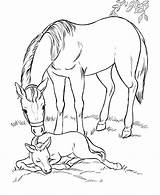 Coloring Pages Foal Horse Foals Horses Popular Printable sketch template