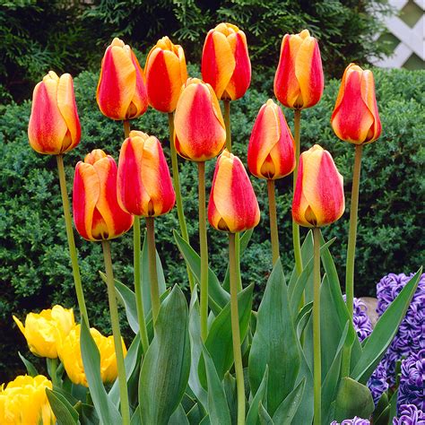 tulip apeldoorn elite mirror garden offers