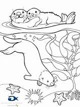 Coloring Otter Sea Pages Omaľovánky Bird sketch template
