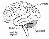 Nervioso Central Cerebro Dibujar Esquema Imágenes Humano Completar Espinal Pinto Médula Nervoso Neuroanatomia Seleccionar sketch template
