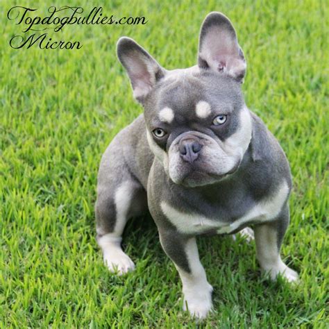 frenchie puppies  sale