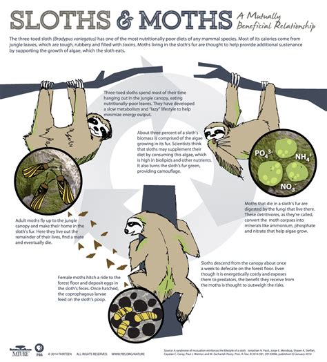 a sloth named velcro sloth and moths a mutually beneficial
