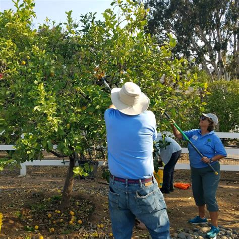 Seniors Age 55 Help Pick And Haul Fruit To Feed Hungry San Diego Ca