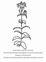 Plant Coloring Pressing Pages Book Links Below Please Using sketch template