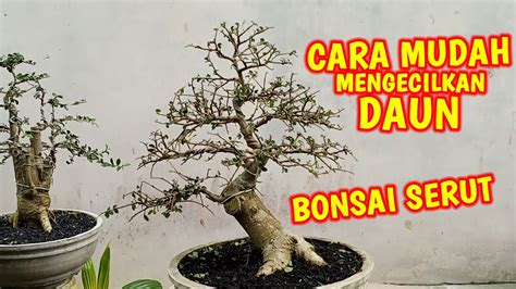 mudah mengecilkan daun bonsai serut youtube