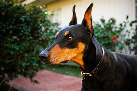 doberman pinscher dog breed information pictures characteristics facts dogtime