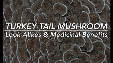 turkey tail mushroom   alikes medicinal benefits  adam haritan youtube