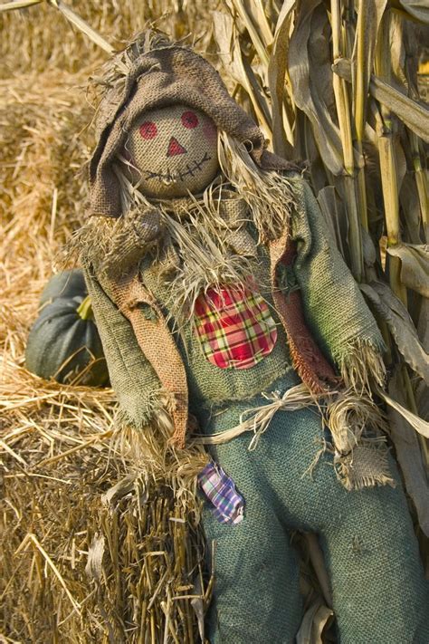 scarecrow  photo  freeimages