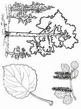 Coloring Pages Trees Tree Printable Coniferous Contains Deciduous Fruit Section Both Mycoloring sketch template