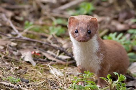 fenland photography stoat