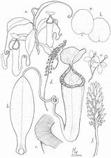 Nepenthes Plants Mdpi G004 1024 Pitcher Deploy Mountains Species Four Mindanao Central sketch template