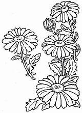 Daisy Corner Flower Outline Doodles Dz Choose Board Drawing Stencils Drawings sketch template