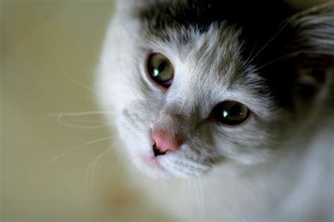 Fájl Cat Cute  Wikipédia