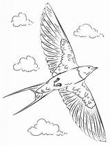 Swallow Barn Coloring Drawing Pages Draw Flight Birds Supercoloring Printable Swallows Bird Tutorials Step Drawings Kids Choose Board sketch template