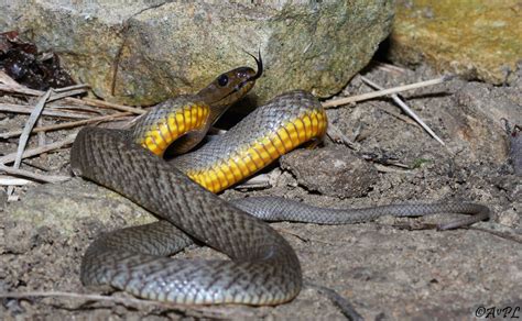 images  taipan snakes  pinterest wildlife photography