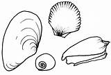 Coloring Shell Conch Getcolorings sketch template