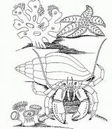 Coloring Pages Printable Ocean Life Popular sketch template