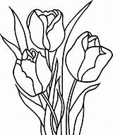 Tulip Tulipe Fleur Tulpe Gambar Mewarnai Nenuphar Tulipa Tulips Gratuit Ausmalbild sketch template