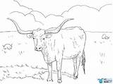 Longhorn Hereford Justcoloringbook Cattle sketch template