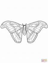 Moth Coloring Atlas Cecropia Printable Pages Silkworm Drawing Silk Drawings Marisa Hamanako sketch template