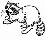 Raccoon Raccoons Godzilla Everfreecoloring sketch template