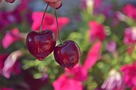 cerises fruit cherry photo