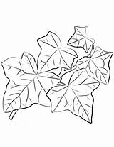 Ivy Pages Coloring Leaf Leaves Template Printable Drawing Bean Common Getdrawings sketch template