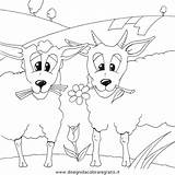 Coloring Colorare Pecore Eid Pecora Gregge Sheep sketch template