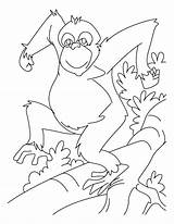 Coloring Pages Chimpanzee Orangutan Dancing Chimp Printable Kids Getcolorings Visit Books Bestcoloringpages sketch template