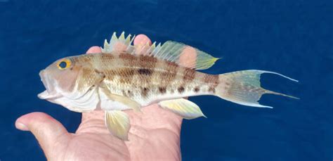 Bank Sea Bass Mexican