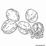 Noix Delicieuse Nuts Pecan Nueces Colorings Nues Getdrawings Dibujosfaciles sketch template