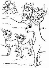 Rudolph Rudolf Ausmalbilder Rentier Reindeer Colorat Nosed Nariz Rena Colorir Cucciolo Naso Kolorowanka Kolorowanki Planse Roten Nase Roja Reno Ausmalbild sketch template