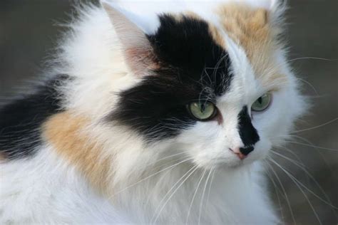 the turkish angora cat cat breeds encyclopedia angora