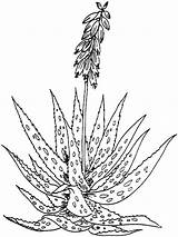 Aloe Barbadensis Miller Ausmalbilder Kaktus Hyacinth Cactus Blumen Malvorlage Colouring Kraeuter Blaetter Einfache Malvorlagen Canarias Designlooter Desert Sketches Coloringbay Supercoloring sketch template