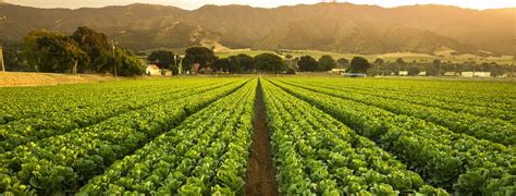 crops grow  fertile farm land panoramic  harvest ten