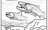 Trout Coloringbay sketch template