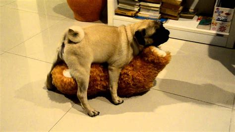 Pug Humping Toy Youtube