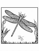 Dragonfly Dragonflies Libelle Bestcoloringpagesforkids Libellule Coloriages sketch template