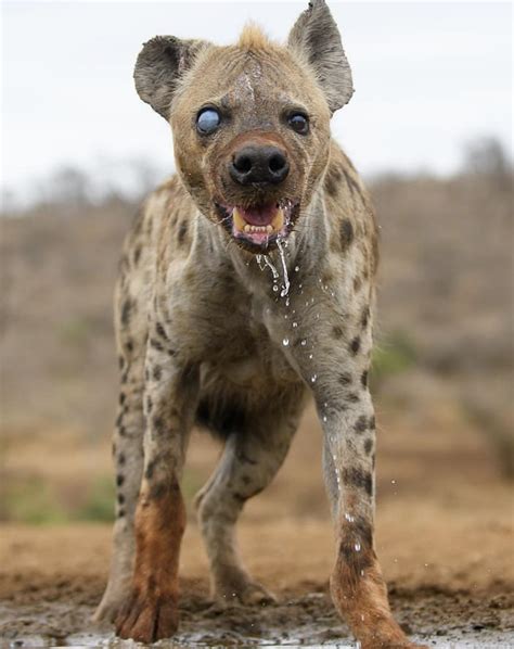spotted hyena     rnatureisfuckinglit