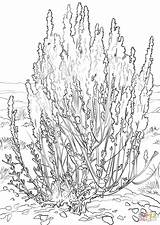Sagebrush Coloring Sage Brush Clipart Pages Nevada Big Template Clipground sketch template