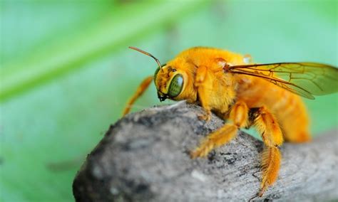 golden snitch   bee world male valley carpenter bees  flight