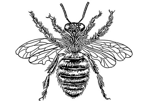coloring page queen bee  printable coloring pages img